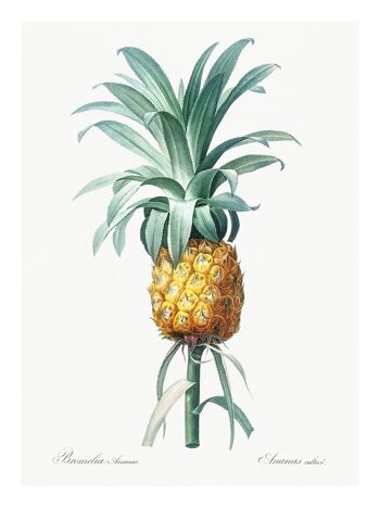 Affiche Ananas Vintage - Illustration Botanique - 30 x 40 cm 2