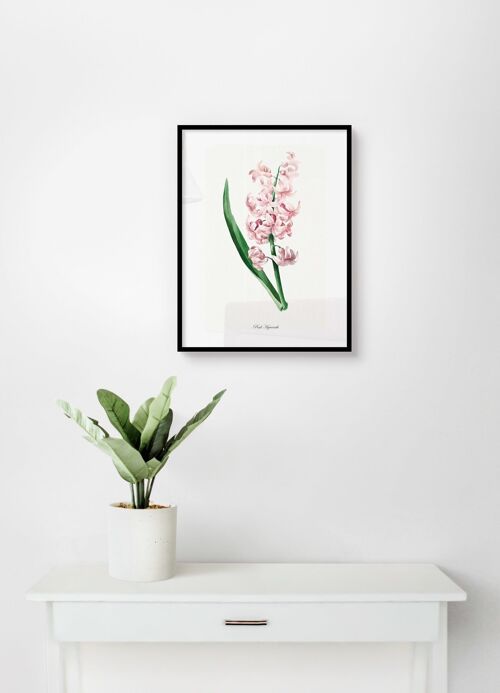 Poster Roze Hyiacint - Botanisch - 30 x 40 cm