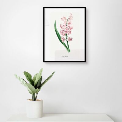 Affiche Jacinthe Rose - Botanique - 30 x 40 cm