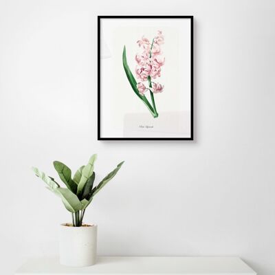 Poster Rosa Hyazinthe - Botanisch - 30 x 40 cm