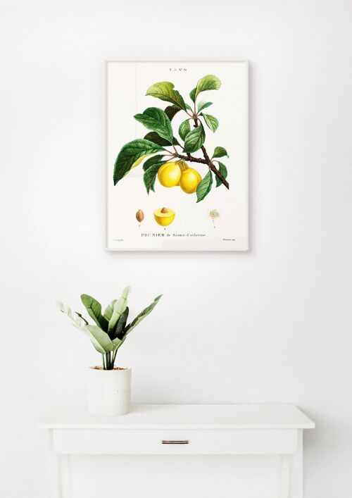 Poster Gele Pruimen - Botanisch - 30 x 40 cm