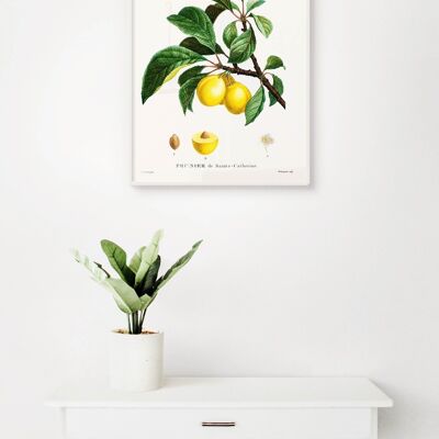 Poster Gelbe Pflaumen - Botanisch - 30 x 40 cm