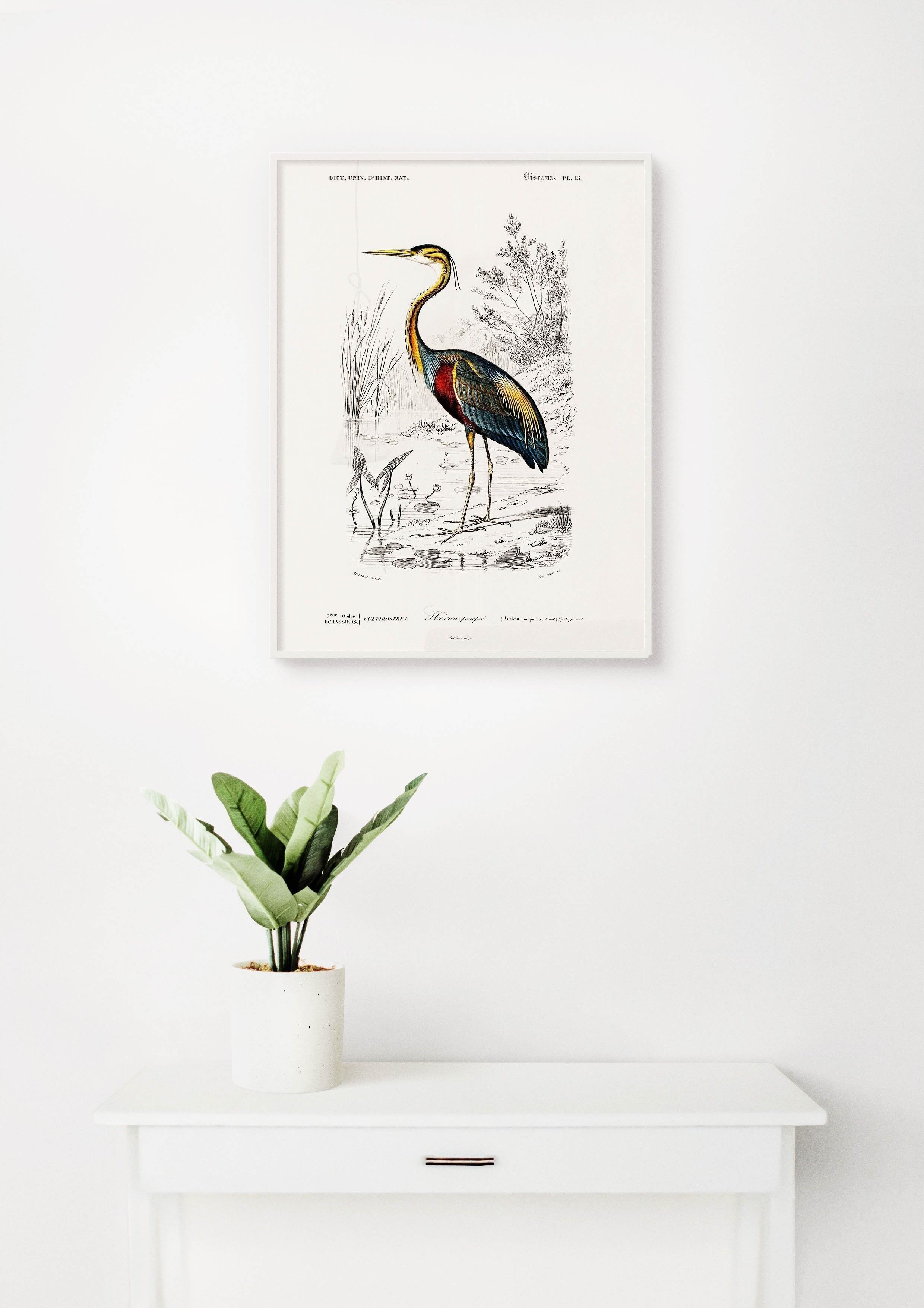 Poster Vintage Reiher - Tiere - 30 x 40 cm