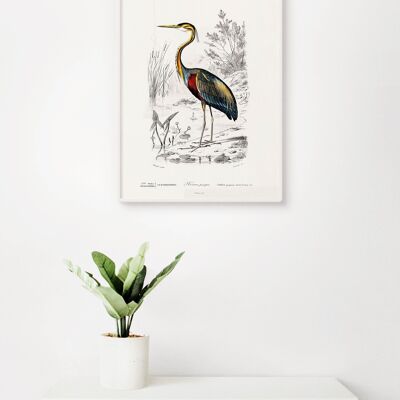 Poster Vintage Heron - Animals - 30 x 40 cm