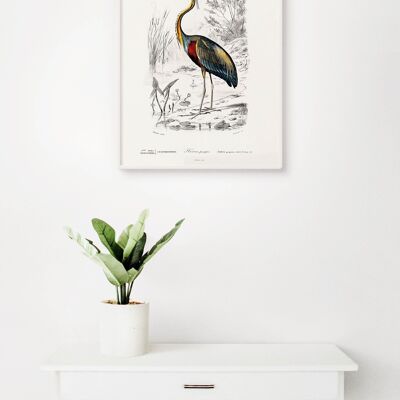 Poster Vintage Heron - Animals - 30 x 40 cm