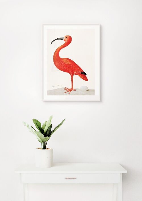 Poster Vintage Pink Bird - 30 x 40 cm
