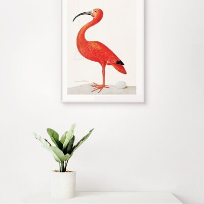 Affiche Oiseau Rose Vintage - 30 x 40 cm