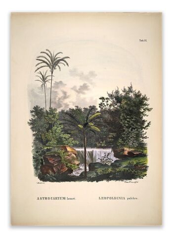 Carte postale Historia Naturalis - Astrocaryum Lauari 1