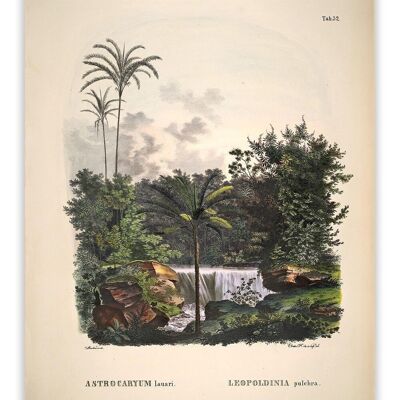 Postcard Historia Naturalis - Astrocaryum Lauari