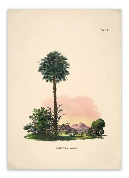 Postcard Historia Naturalis - Corypha Cerifera