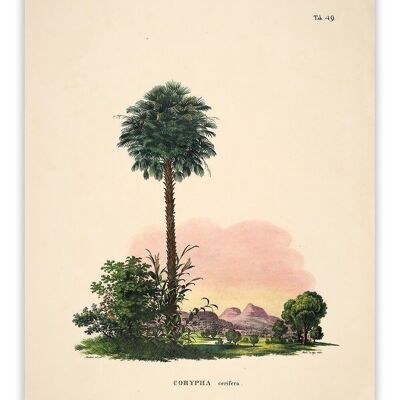 Postcard Historia Naturalis - Corypha Cerifera