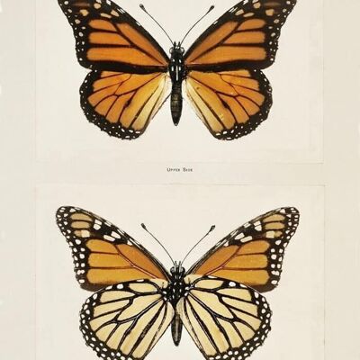 Affiche Papillon Monarque - Animaux - 21x30