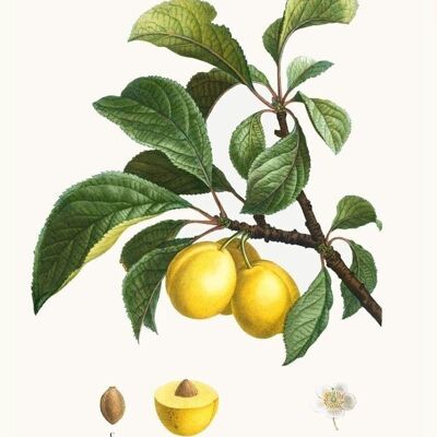 Poster Gele Pruimen - Botanisch - 21x30