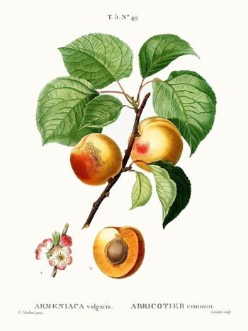 Affiche Vintage Abricots - Botanique - 21x30