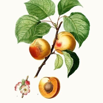 Poster Vintage Apricots - Botanical- 21x30