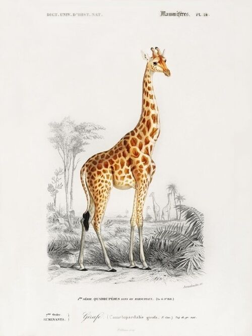 Poster Vintage Giraffe - Dieren- 21x30