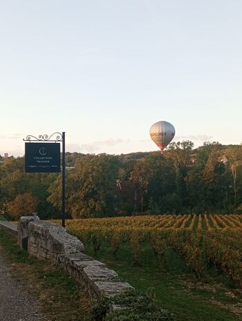 Moulin à Vent - Gamay - Vin Rouge - 75cl (Beaujolais) 3