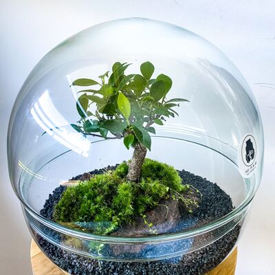 Tree In A Jar