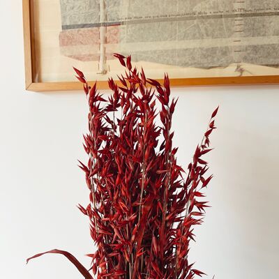 Avena Red Dried Flowers