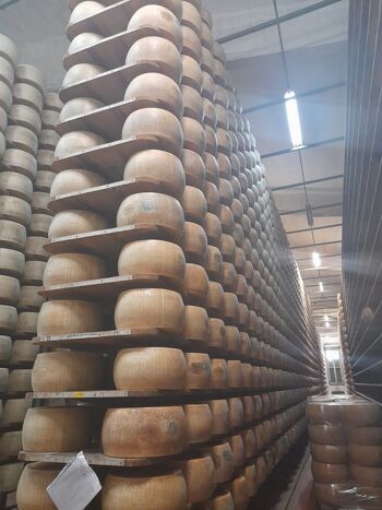 Parmigiano Reggiano DOP - 12 mois de crianza prix/kg 3