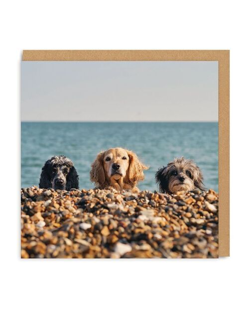 Three Beach Dogs Square Greeting Card (4849)