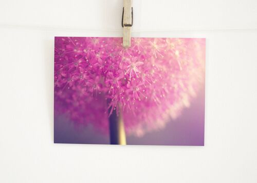 Postkarte Alliumblüte