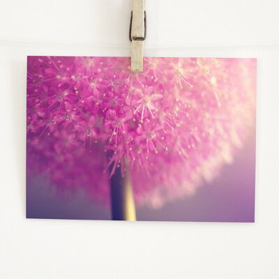 Allium blossom postcard