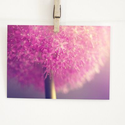 Postkarte Alliumblüte