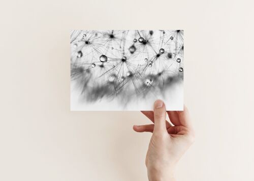 Postkarte Pusteblume schwarzweiß