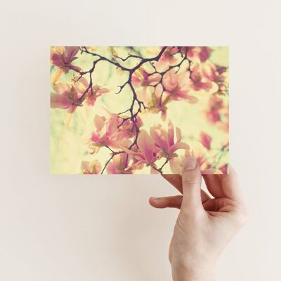 Postcard magnolias