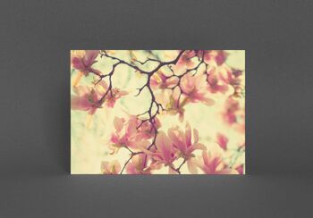 Magnolias de cartes postales 4
