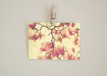 Magnolias de cartes postales 2