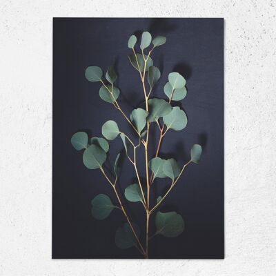 Carte postale eucalyptus