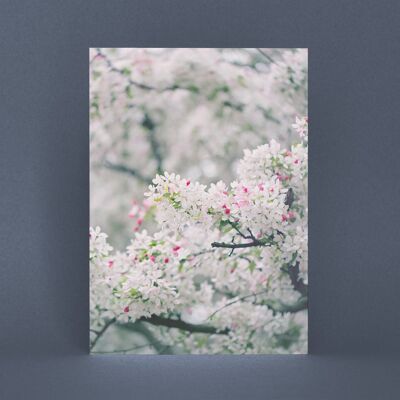 Cartolina in fiore di primavera