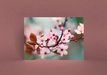 Carte postale Fleur de prunier 2