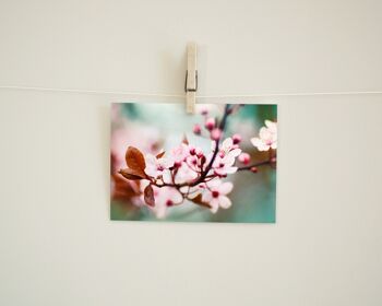Carte postale Fleur de prunier 4