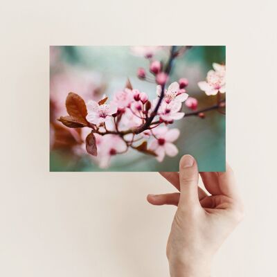 Postkarte Pflaumenblüte