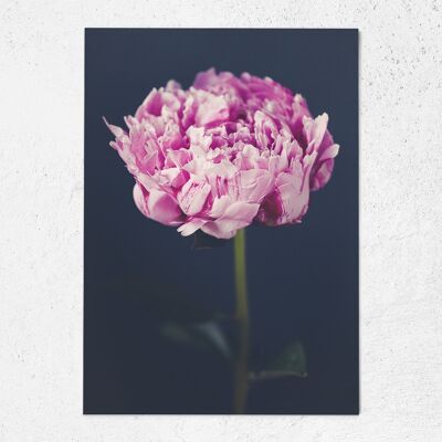 Postcard peony congratulations card