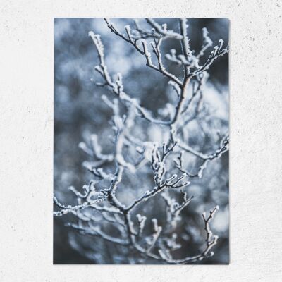 Postkarte Frostige Zweige