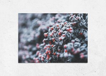 Carte postale Brume d'hiver 1