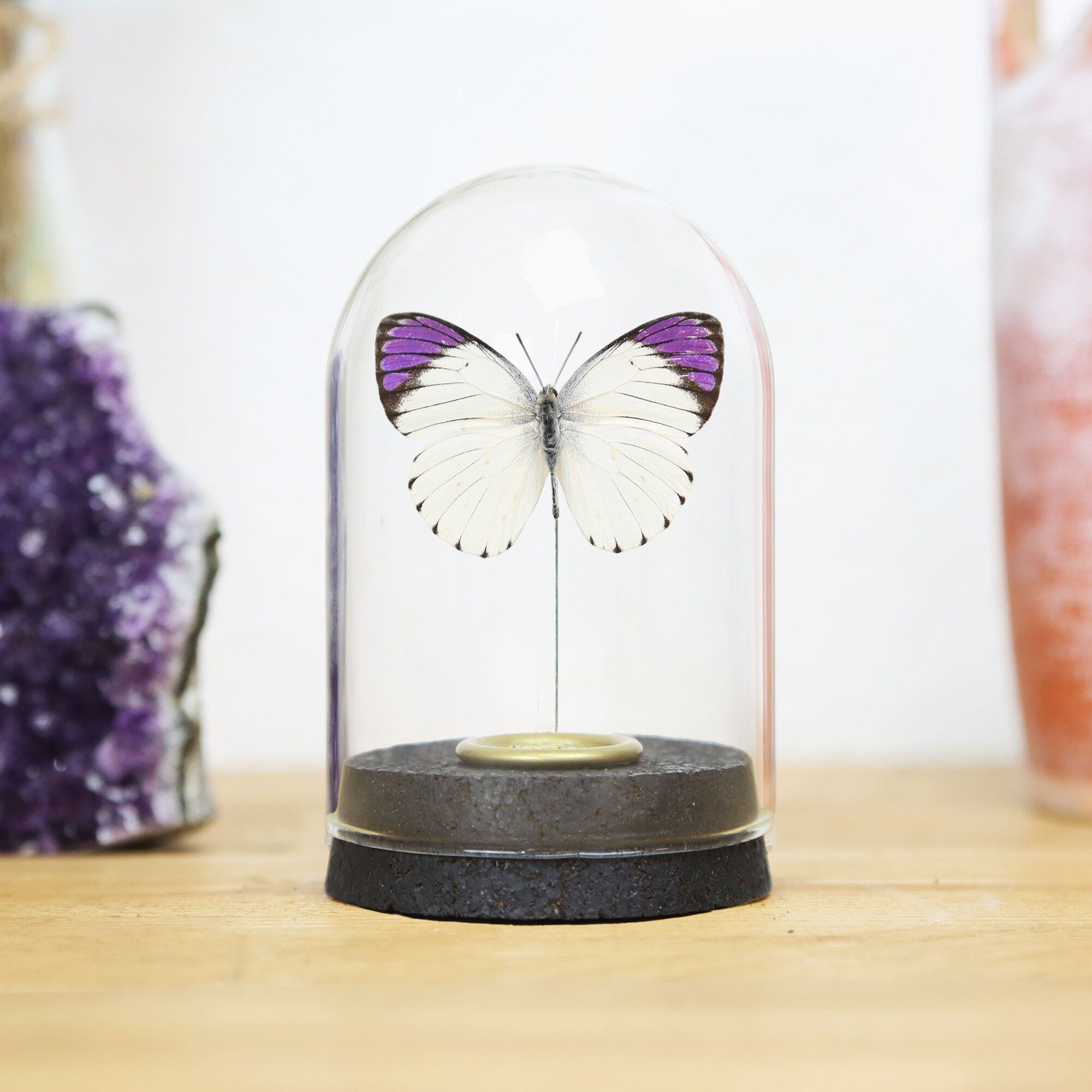 Cloche papillon à pointe violette Royal Queen