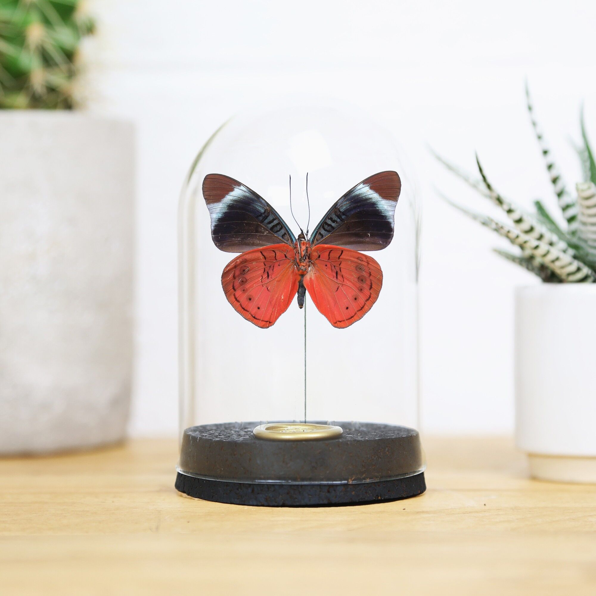 Cloche Papillon Royal Queen Flasher