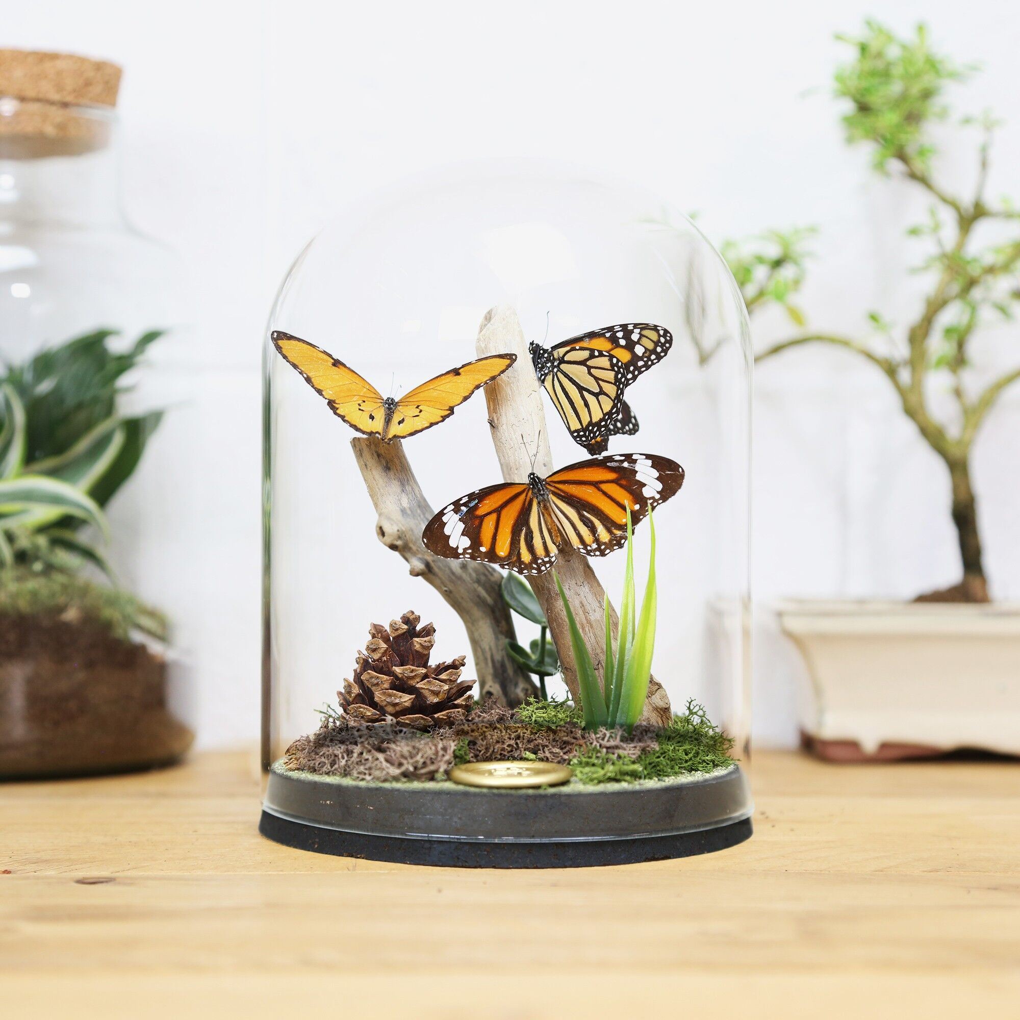 Cloche Royal Monarch Still Life Collection