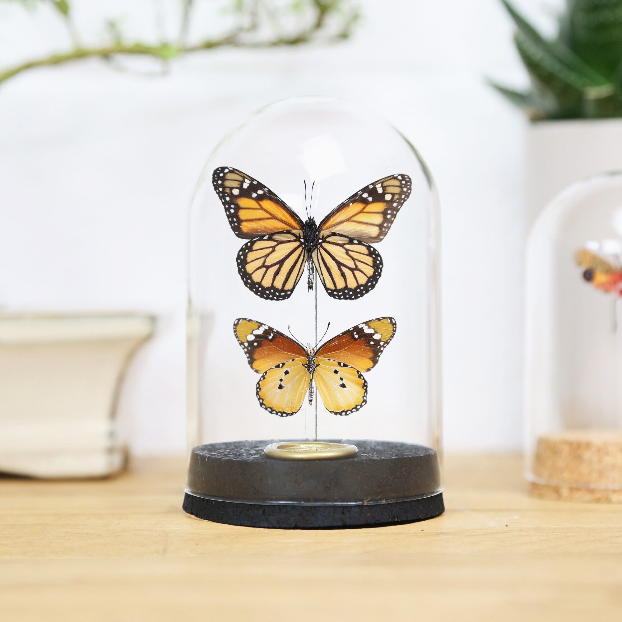 Cloche Royal Monarch Duo