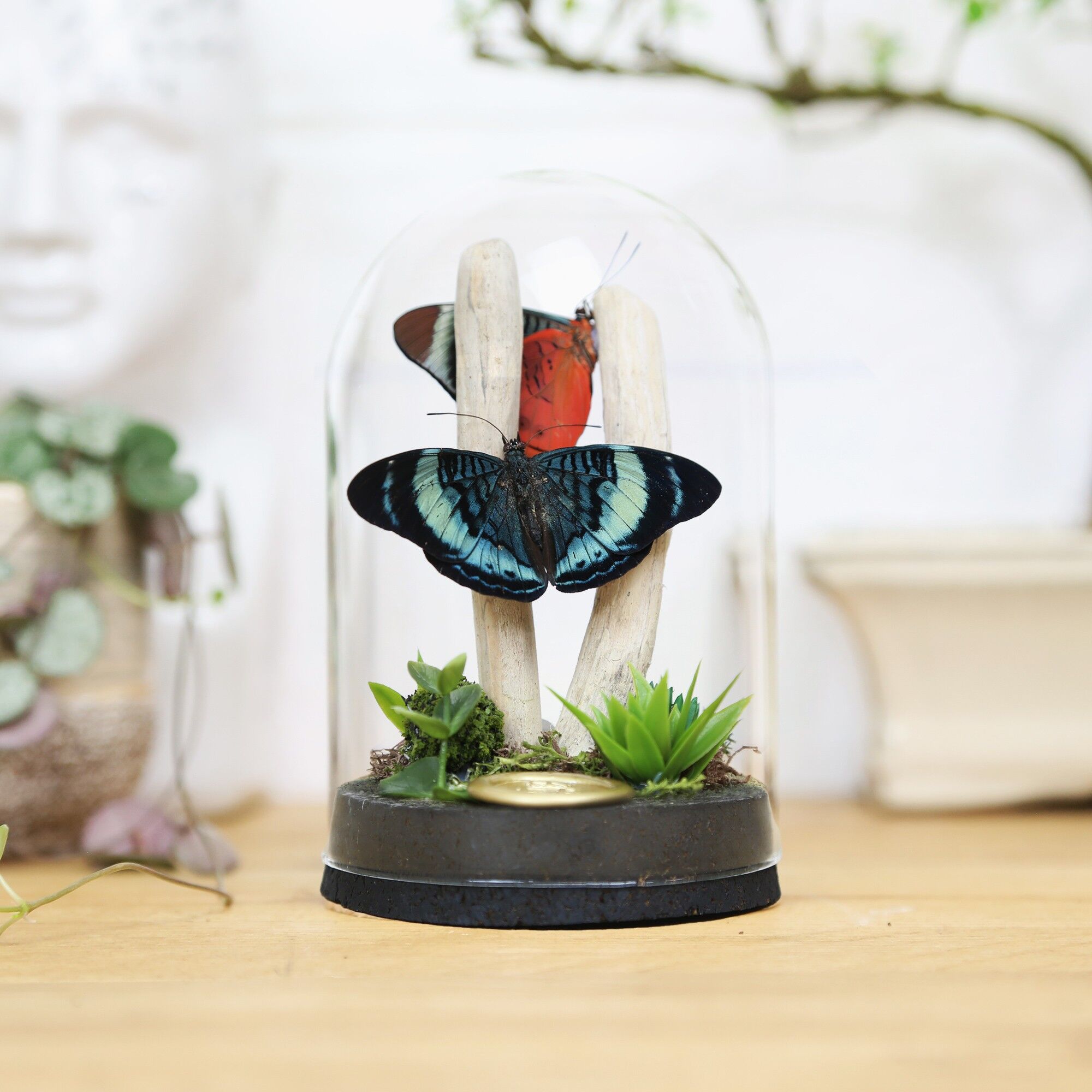 Queen Flasher Nature Morte Cloche