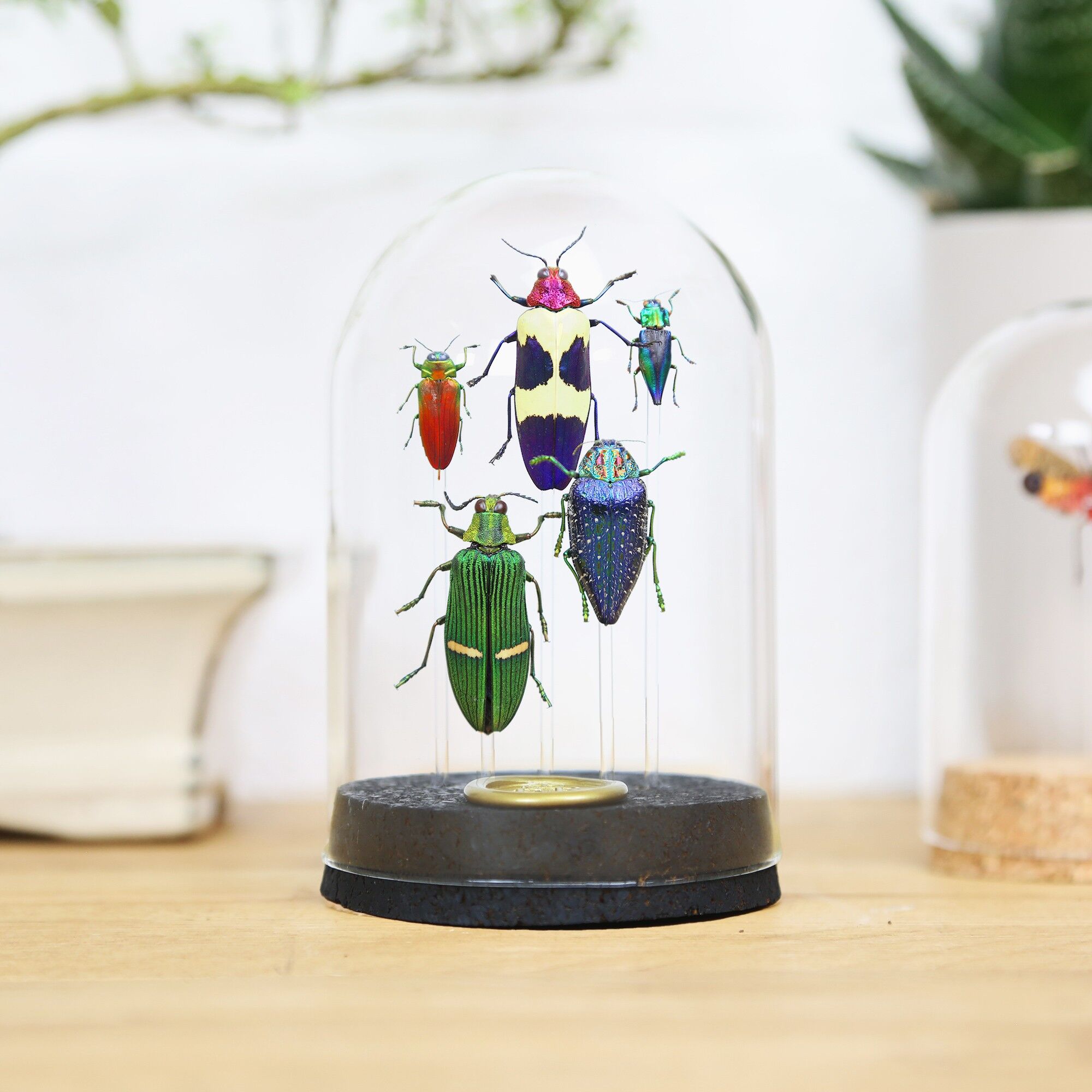 Cloche Royal Jewel Collection Beetle