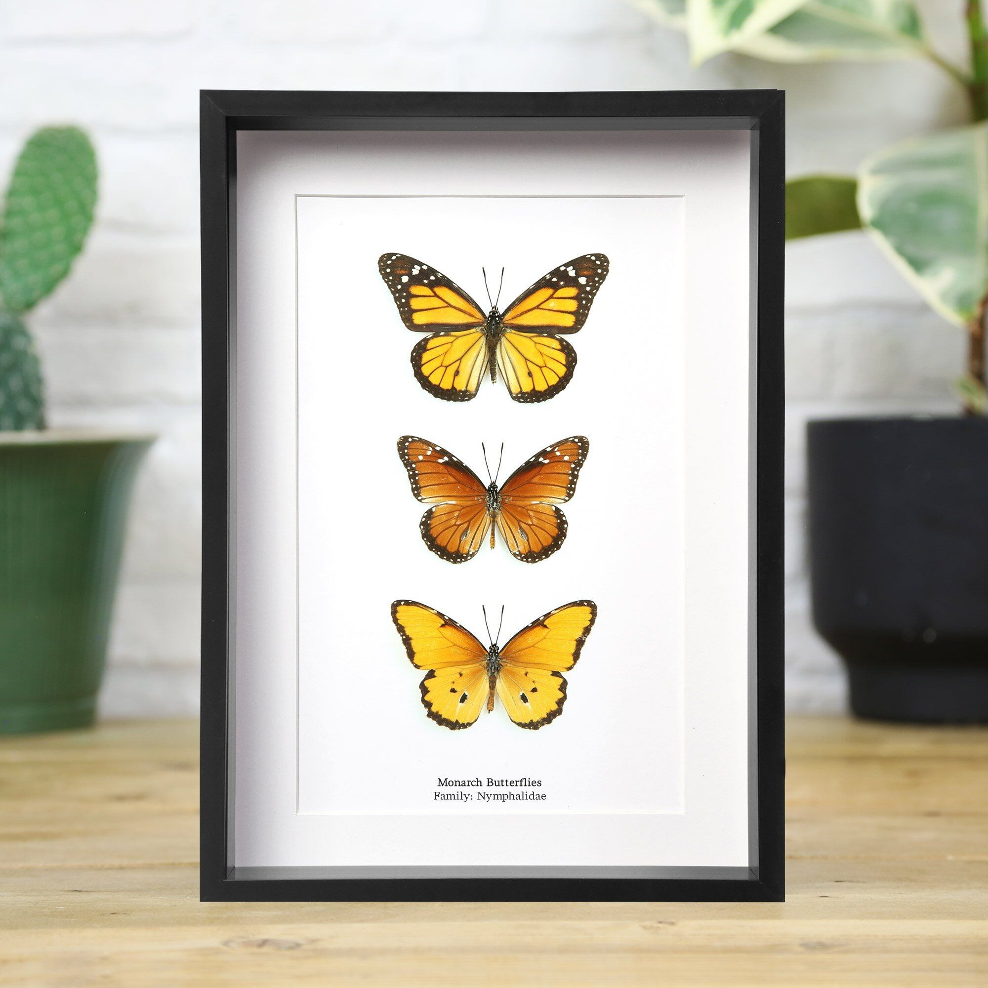Monarch Trio Kollektion Insekten Käfer Motte Schmetterling Entomologie Taxidermie Box Rahmen Innenarchitektur Modernes Display Wohndekor Wandbehang Geschenk Ornament