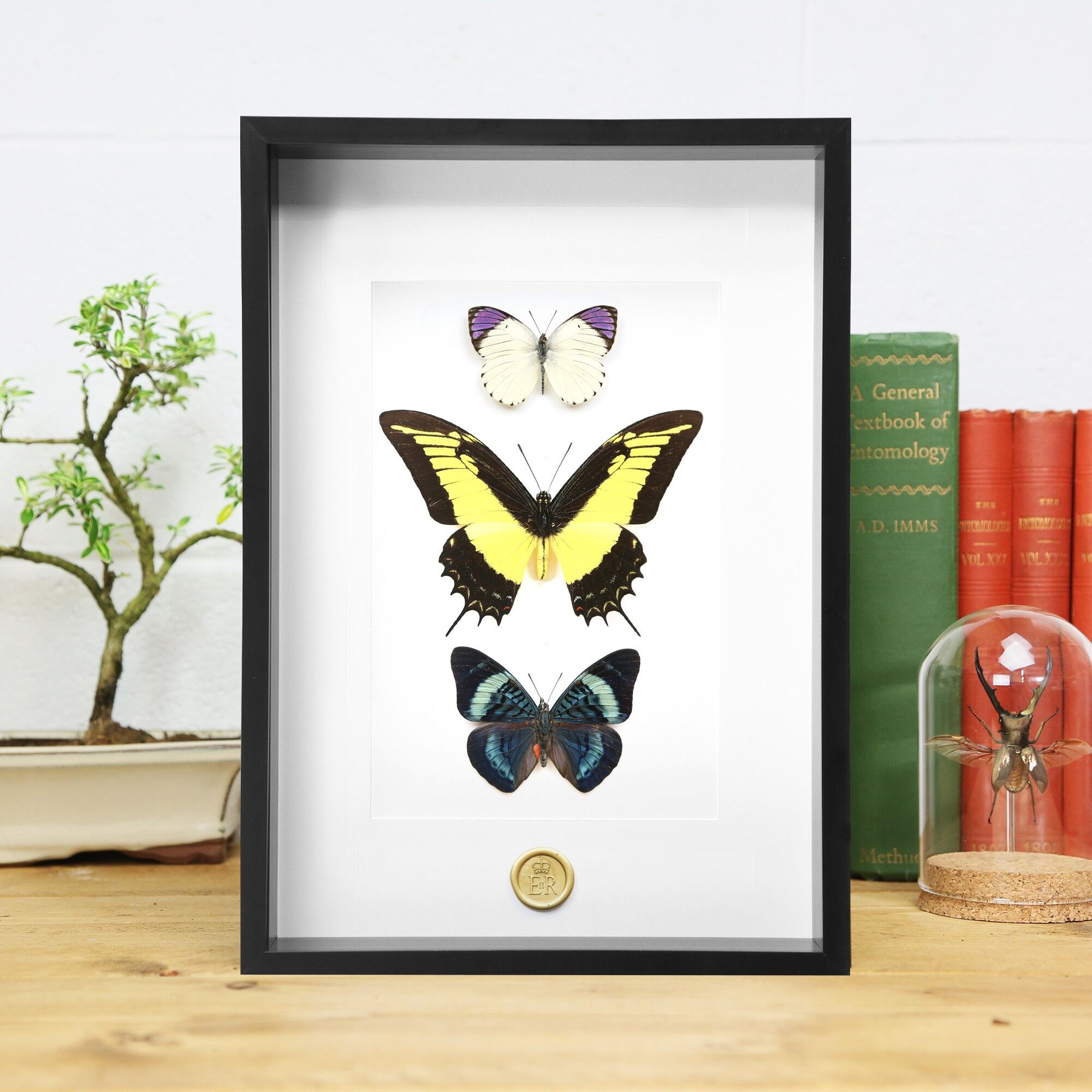 Cadre Collection Royale