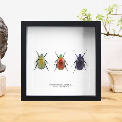 Flower Chafer Beetles Collection