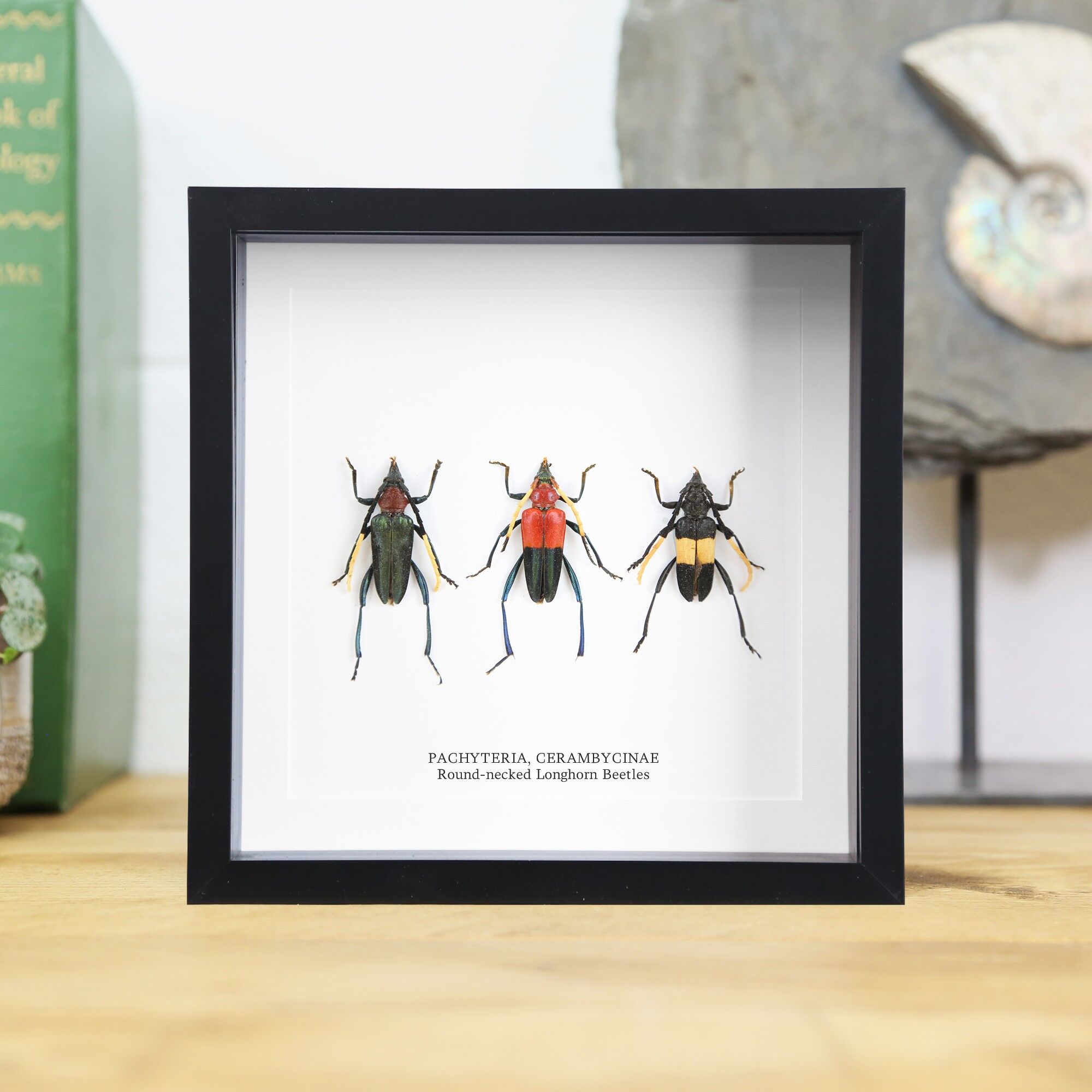 Rundhals-Bockkäfer-Trio